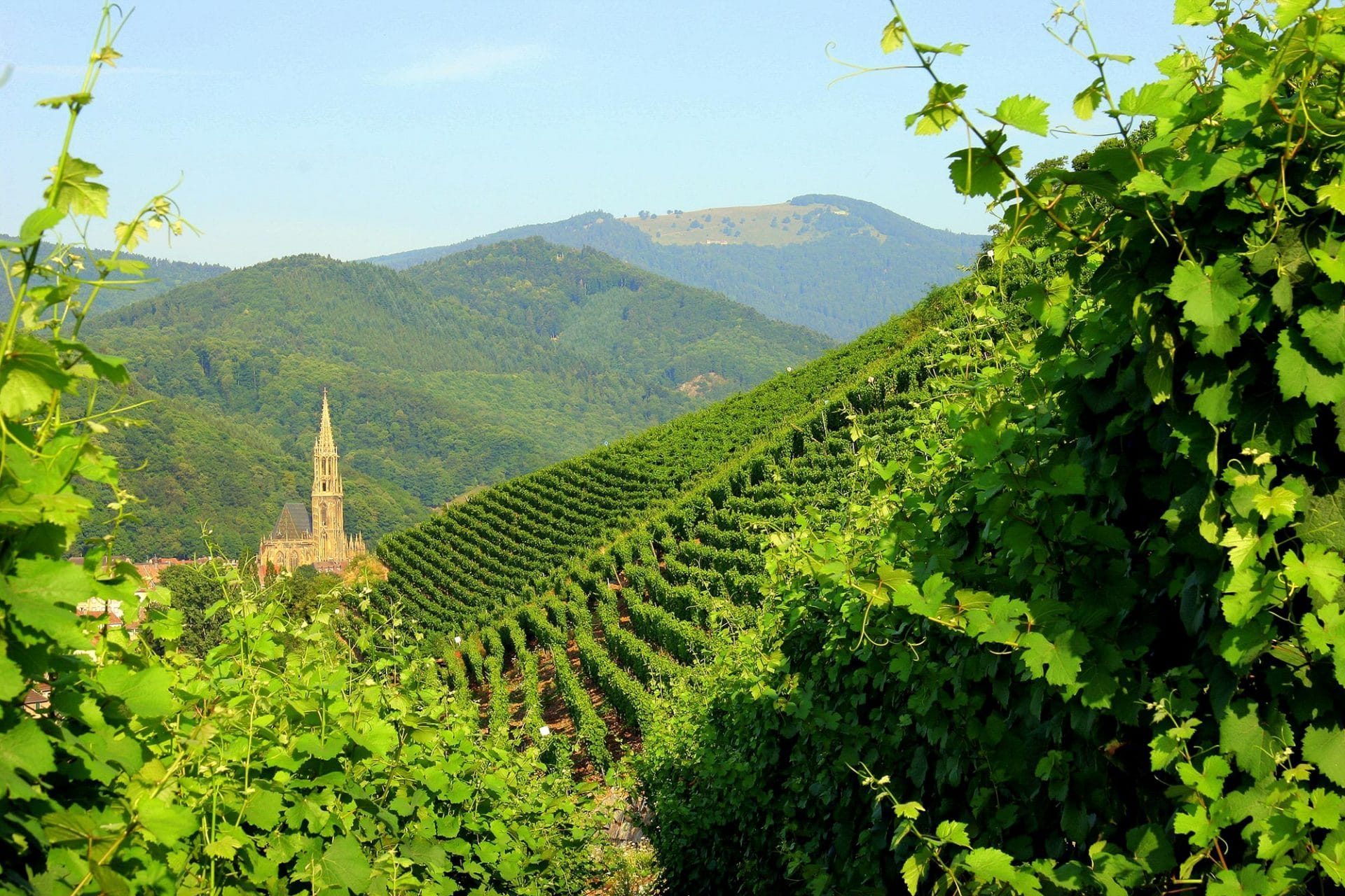 Rangen de Thann - Les Vins d'Alsace Bruno Hertz à Eguisheim