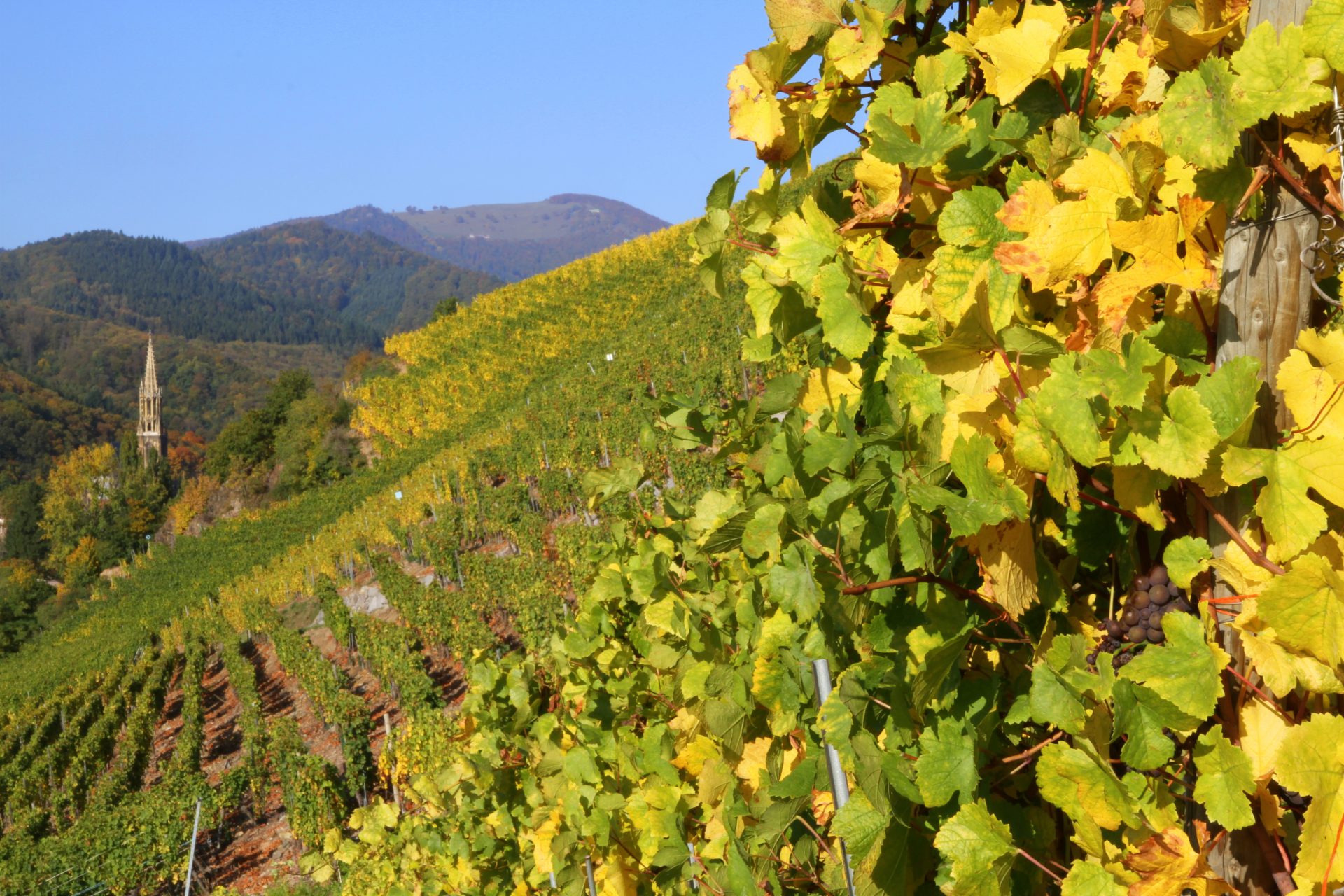 Rangen de Thann - Les Vins d'Alsace Bruno Hertz à Eguisheim